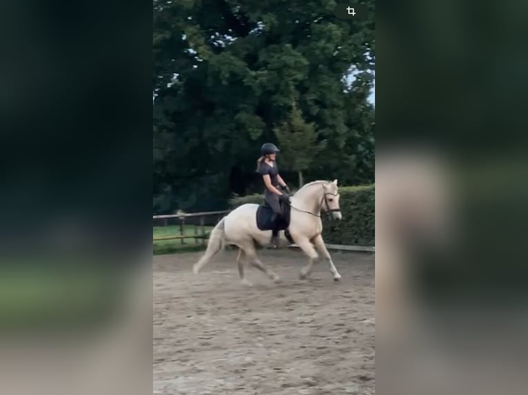 Palomino Castrone 13 Anni 150 cm Palomino in WedeL