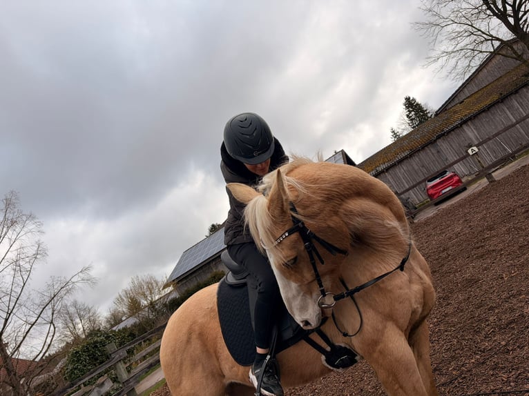 Palomino Castrone 14 Anni 154 cm Palomino in Finsing