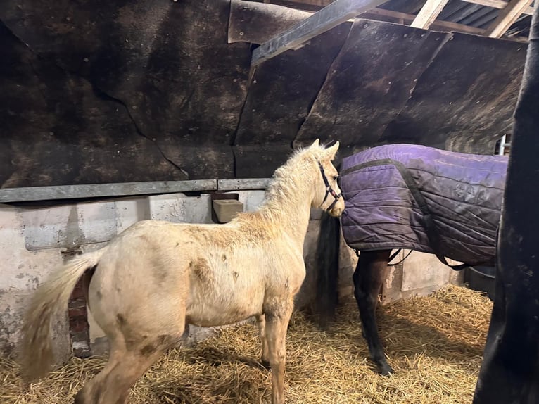 Palomino Mix Castrone 2 Anni 154 cm Palomino in Geesteren