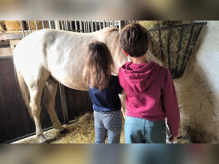 Palomino Mix Castrone 2 Anni 154 cm Palomino in Geesteren