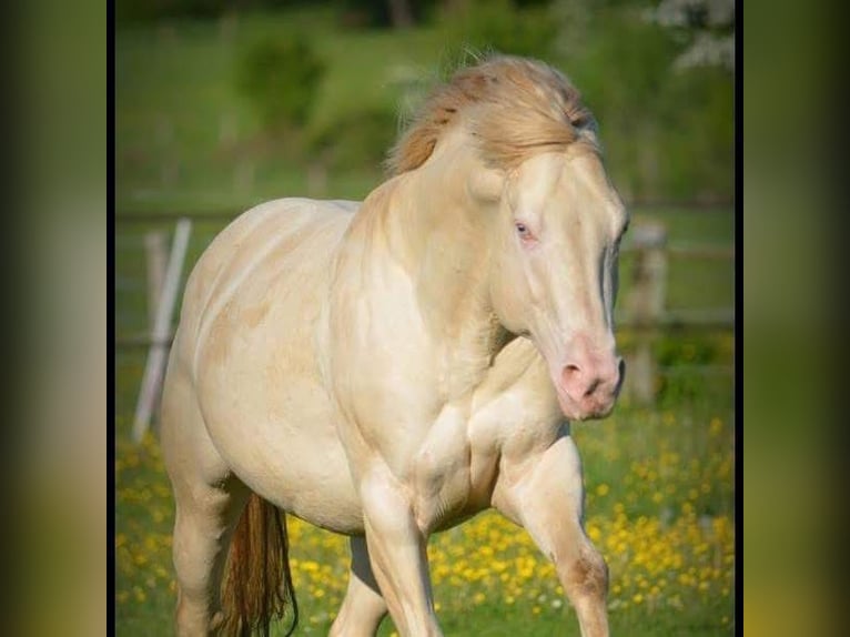 Palomino Mix Castrone 2 Anni 154 cm Palomino in Geesteren