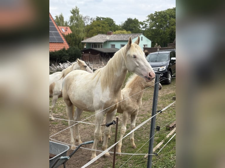 Palomino Mix Castrone 2 Anni 163 cm Palomino in Zirchow