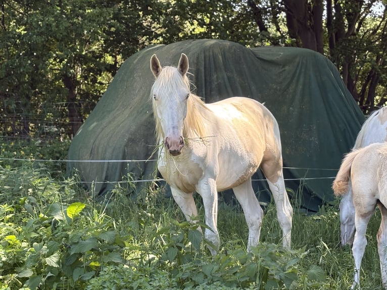 Palomino Mix Castrone 2 Anni 163 cm Palomino in Zirchow