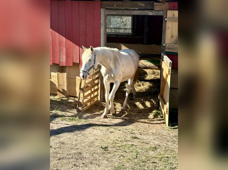 Palomino Mix Castrone 2 Anni 163 cm Palomino in Zirchow