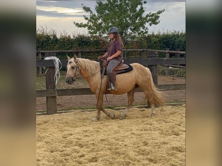Palomino Castrone 3 Anni 150 cm  in Daleiden