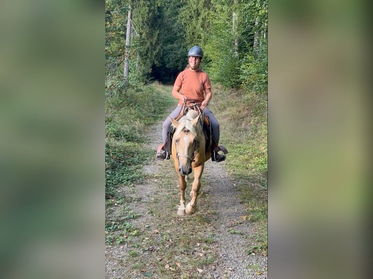 Palomino Castrone 3 Anni 150 cm  in Daleiden