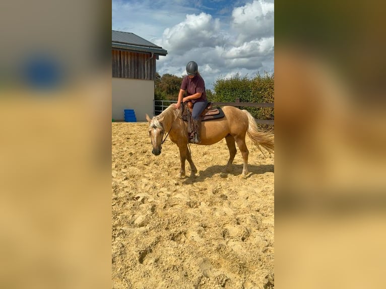 Palomino Castrone 3 Anni 150 cm  in Daleiden