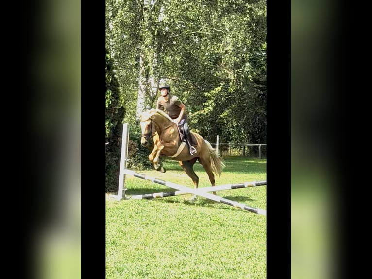 Palomino Castrone 3 Anni 164 cm Palomino in Bissingen