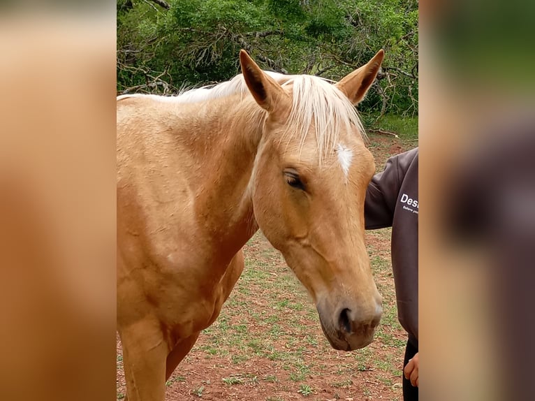 Palomino Castrone 3 Anni Palomino in La tour sur orb