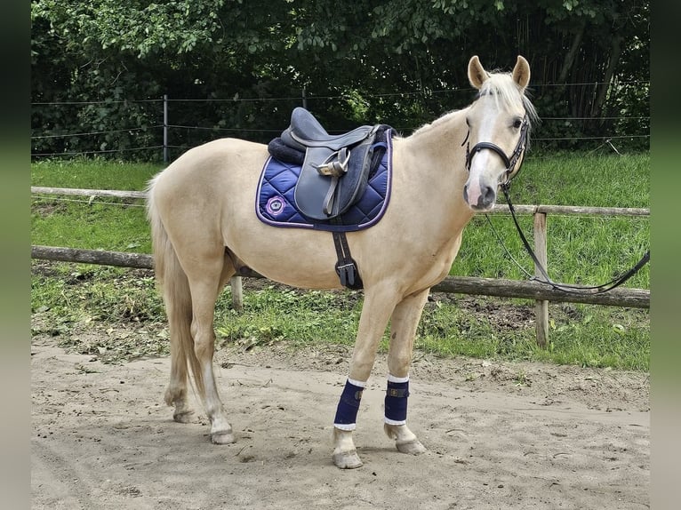 Palomino Castrone 4 Anni 146 cm Palomino in R&#xFC;mpel