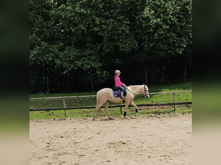 Palomino Castrone 4 Anni 146 cm Palomino in R&#xFC;mpel