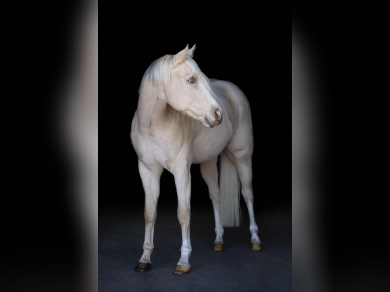 Palomino Castrone 4 Anni Pearl in Middleburg