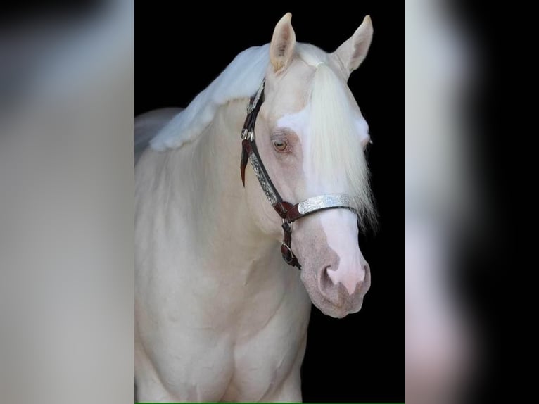 Palomino Castrone 4 Anni Pearl in Middleburg