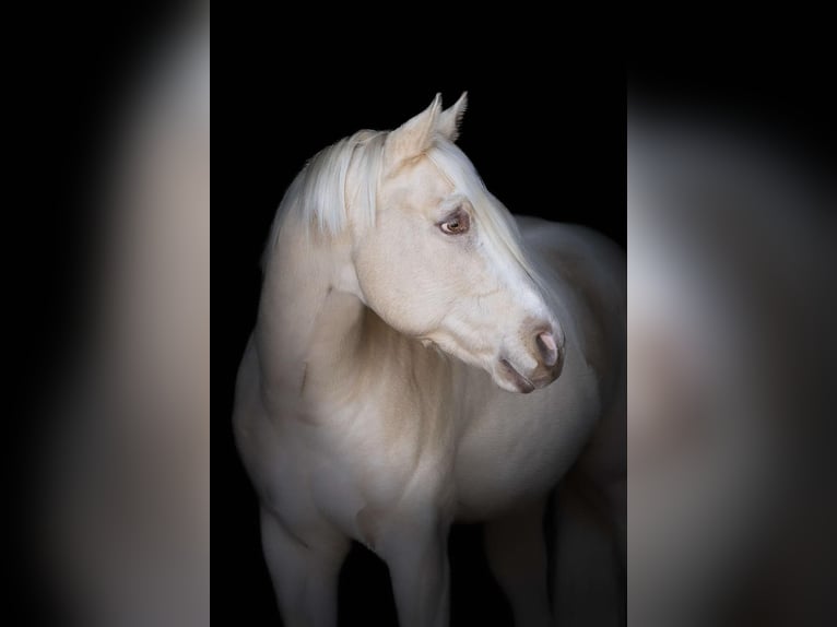 Palomino Castrone 4 Anni Pearl in Middleburg