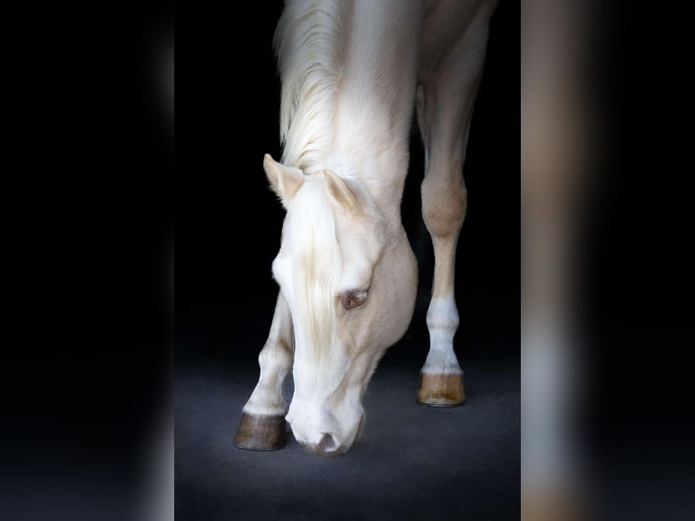 Palomino Castrone 4 Anni Pearl in Middleburg