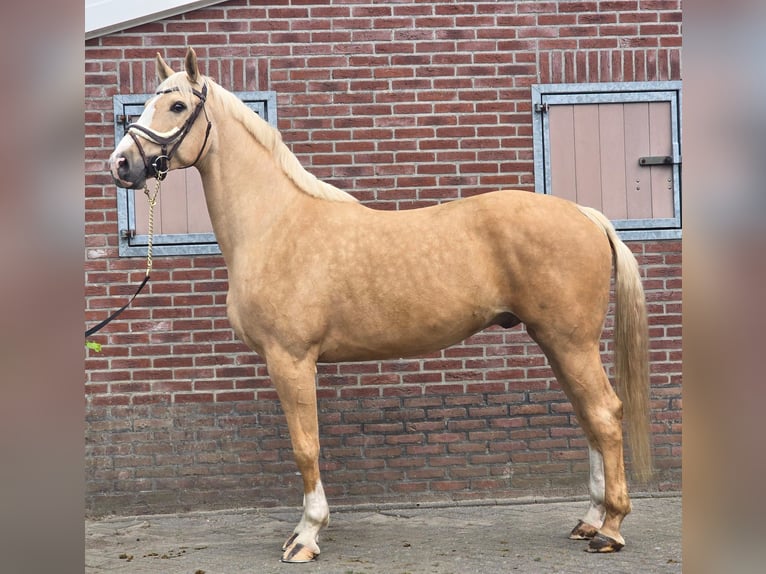 Palomino Castrone 5 Anni 171 cm Palomino in Someren