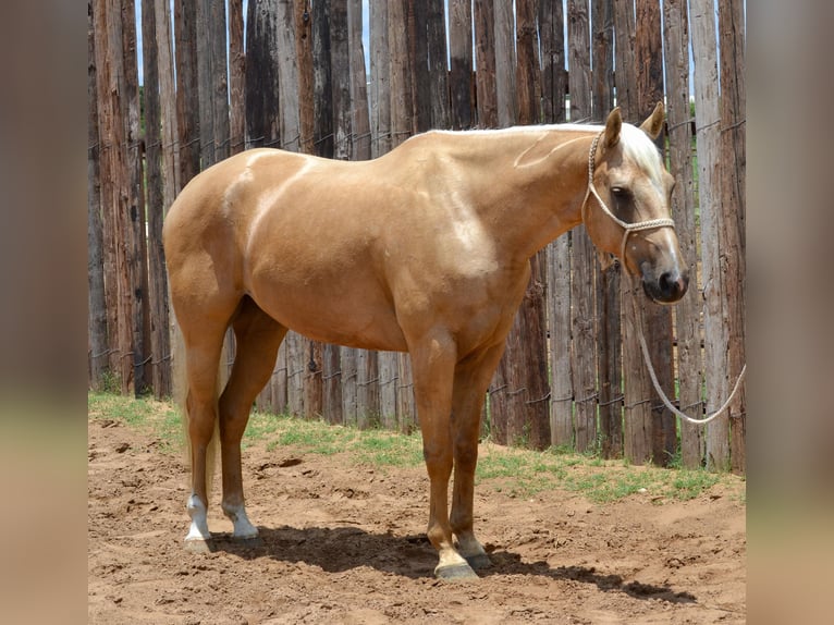 Palomino Castrone 7 Anni 165 cm Palomino in STEPHENVILLE, TX