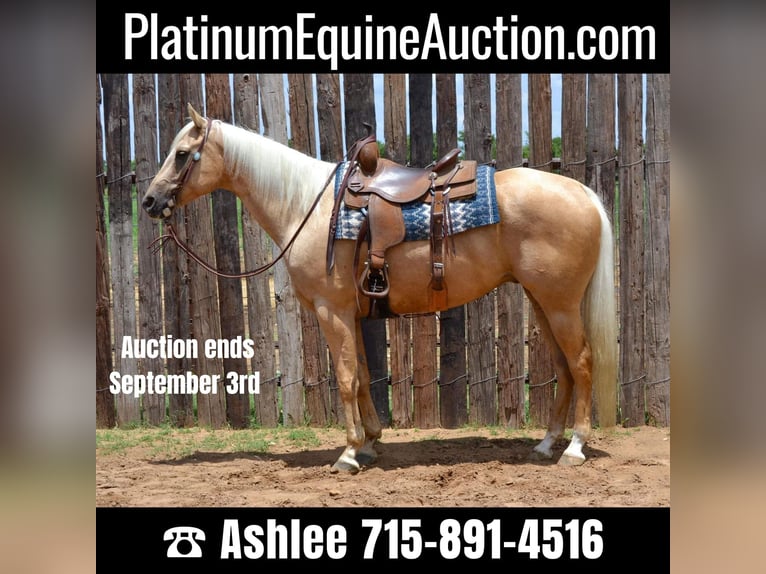 Palomino Castrone 7 Anni 165 cm Palomino in STEPHENVILLE, TX