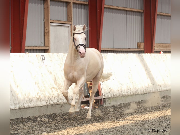 Palomino Étalon 15 Ans 170 cm Cremello in Hemmet