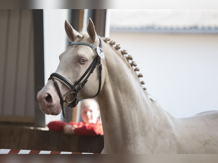 Palomino Étalon 15 Ans 170 cm Cremello in Hemmet