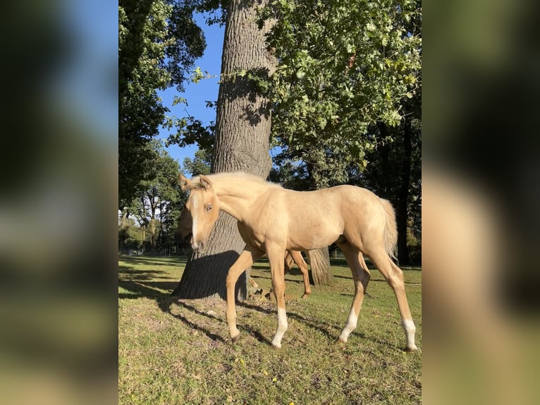 Palomino Étalon 1 Année 135 cm Palomino in Diepenau