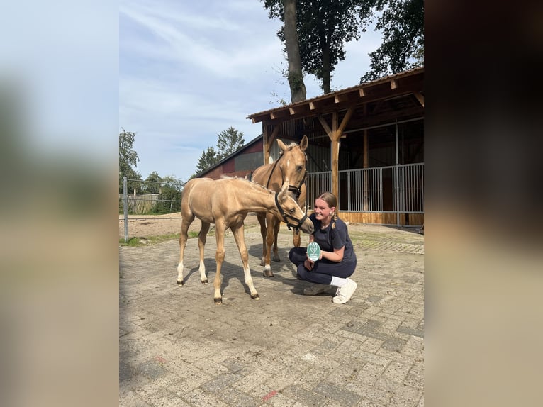 Palomino Étalon 1 Année 135 cm Palomino in Diepenau