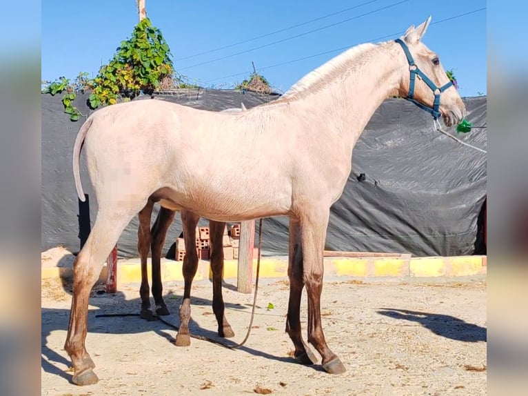 Palomino Étalon 1 Année 150 cm Palomino in Lepe