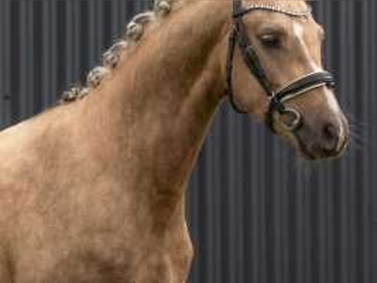 Palomino Étalon 2 Ans 132 cm Palomino in Waddinxveen