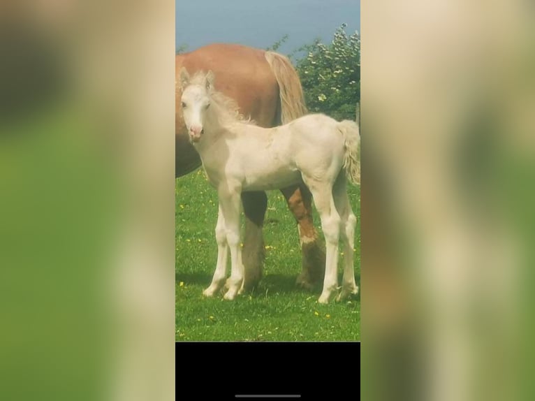 Palomino Étalon 2 Ans 132 cm Palomino in Macclesfield