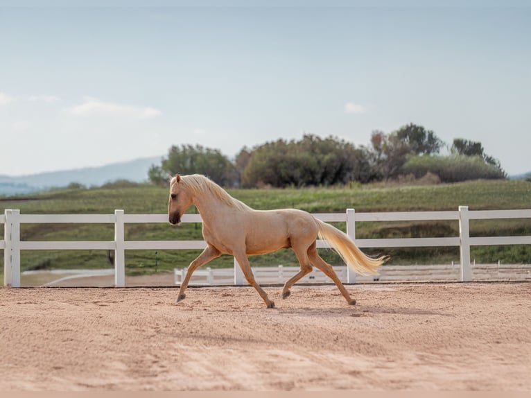 Palomino Étalon 3 Ans 158 cm Palomino in Lliça D&#39;Amunt