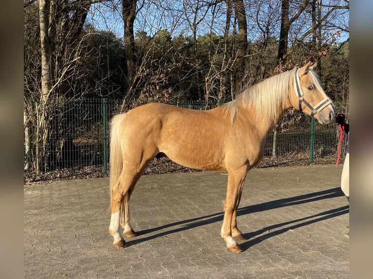 Palomino Étalon 4 Ans 147 cm Palomino in Verl