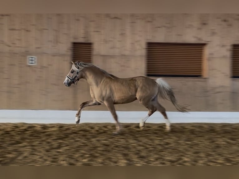 Palomino Étalon 4 Ans 147 cm Palomino in Verl