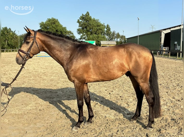 Palomino Étalon 5 Ans 161 cm Gris (bai-dun) in Süderlügum