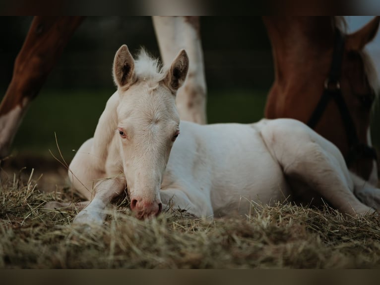 Palomino Étalon Poulain (04/2024) 168 cm Cremello in Kokkedal