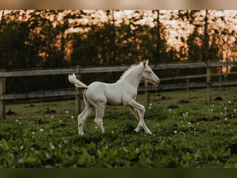 Palomino Étalon Poulain (04/2024) 168 cm Cremello in Kokkedal