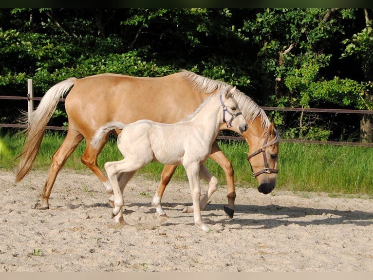 Palomino Étalon Poulain (05/2024) 168 cm Palomino in Aars