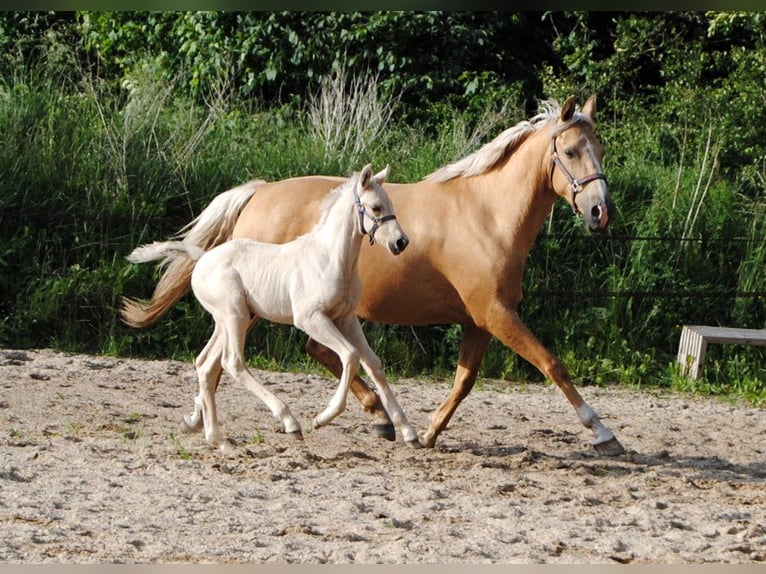 Palomino Étalon Poulain (05/2024) 168 cm Palomino in Aars