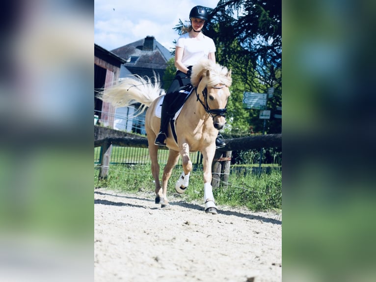 Palomino Gelding 10 years 14 hh Palomino in Hachenburg