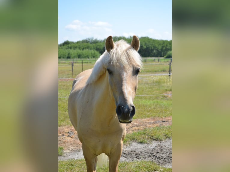 Palomino Gelding 10 years 14 hh Palomino in Hachenburg