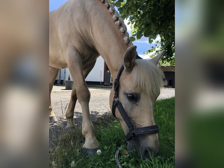 Palomino Gelding 10 years 14 hh Palomino in Hachenburg