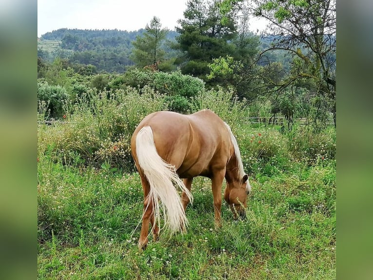 Palomino Gelding 10 years 15,1 hh Palomino in Valderrobres