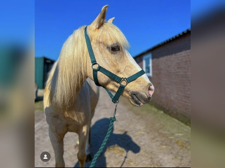 Palomino Gelding 11 years 13,3 hh Palomino in Venhorst