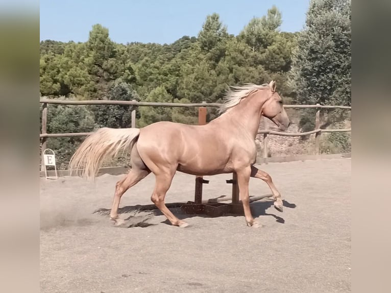 Palomino Gelding 11 years 15,1 hh Palomino in Valderrobres