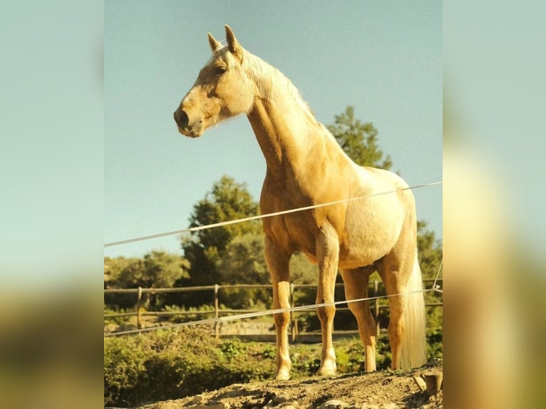 Palomino Gelding 11 years 15,1 hh Palomino in Valderrobres