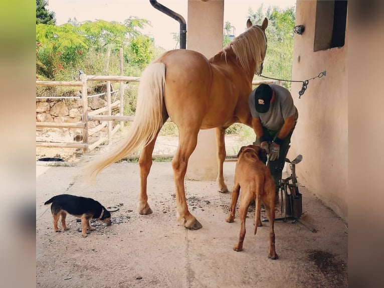 Palomino Gelding 11 years 15,1 hh Palomino in Valderrobres