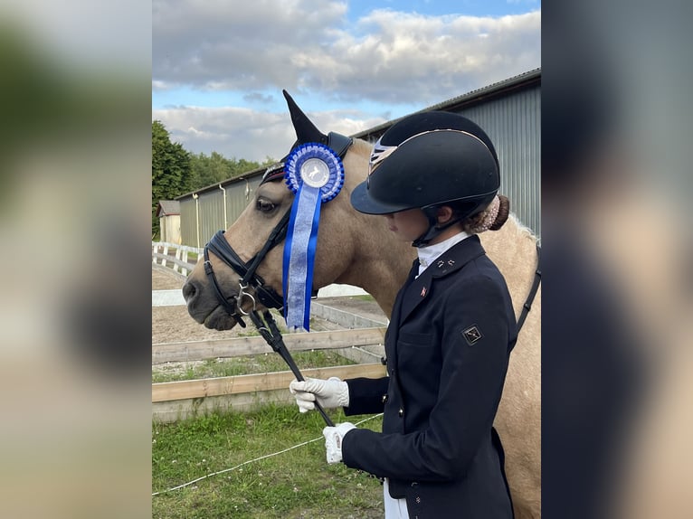 Palomino Gelding 13 years 13,2 hh Palomino in Ølstykke