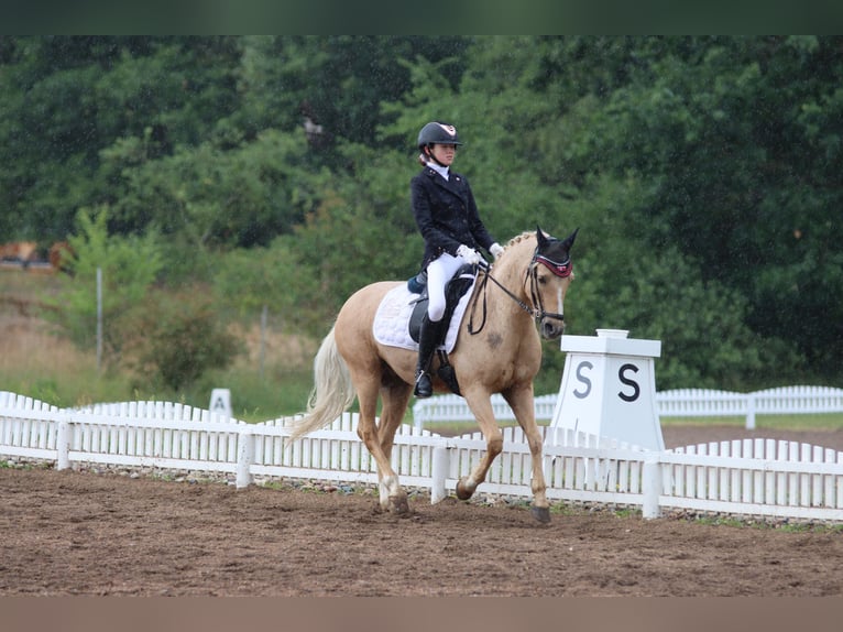 Palomino Gelding 13 years 13,2 hh Palomino in Ølstykke