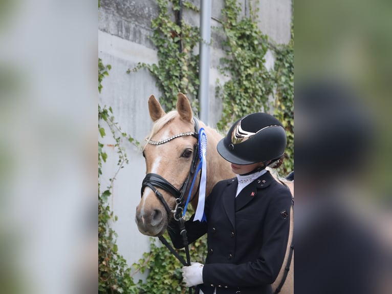 Palomino Gelding 13 years 13,2 hh Palomino in Ølstykke