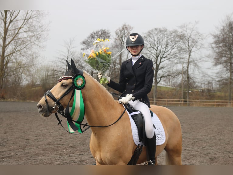 Palomino Gelding 13 years 13,2 hh Palomino in Ølstykke