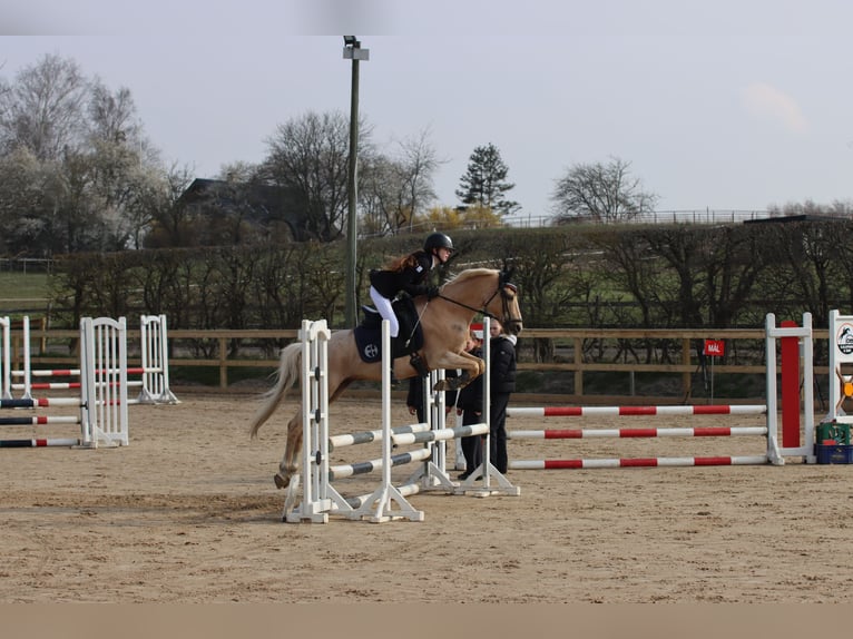 Palomino Gelding 13 years 13,2 hh Palomino in Ølstykke